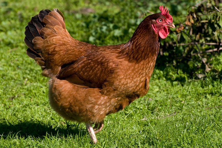 ¿Pueden las gallinas poner 2 huevos al día?