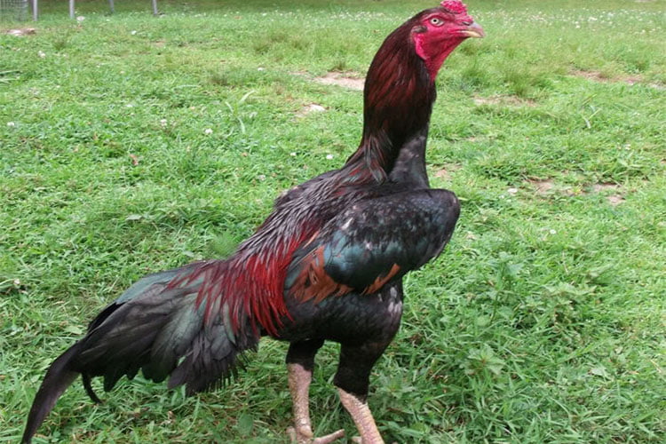 gallo malayo