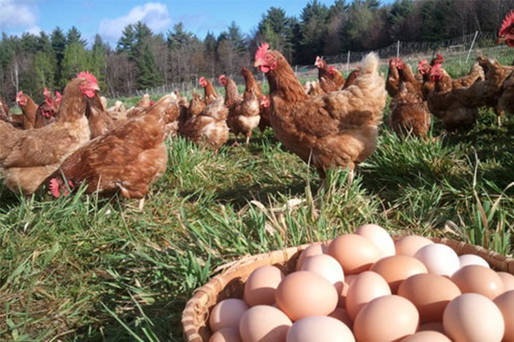 repollo dividendo Atajos Diferencia entre huevos Industriales, orgánicos y de granja | Gallinas  ponedoras