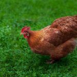 Sindrome de muerte subita en pollos y gallinas