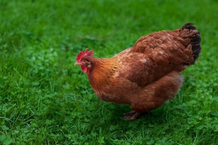 Sindrome de muerte subita en pollos y gallinas