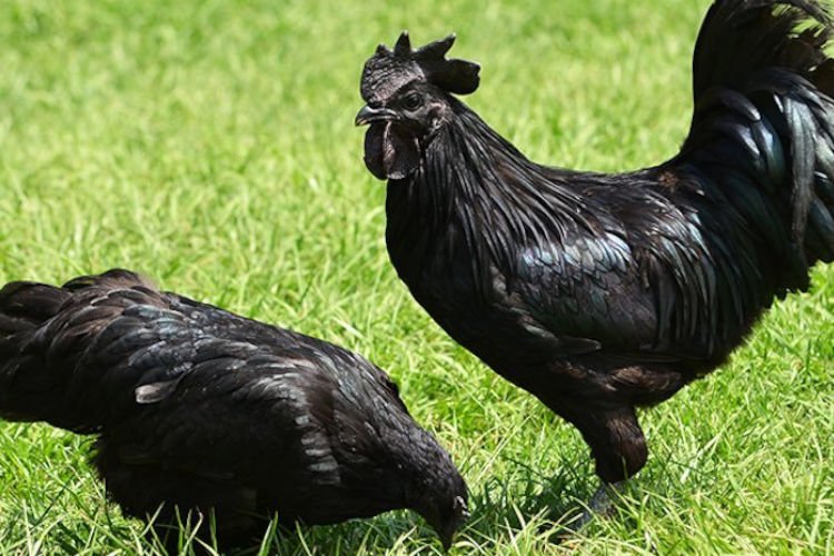 Apariencia y caracteristicas de las gallinas negras ayam cemani