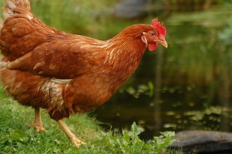 Conoce las 10 mejores razas de gallinas ponedoras de huevos