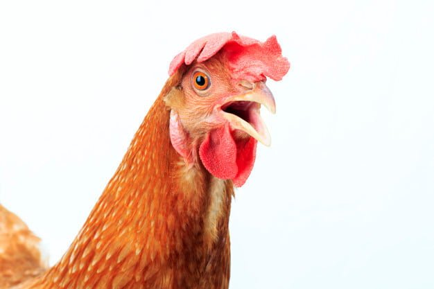 curiosidas y datos curiosos de pollos y gallinas