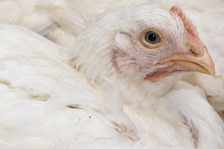 enfermedades comunes en pollos