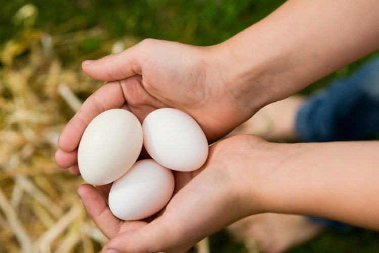 ¿Es seguro comer huevos de una gallina enferma?