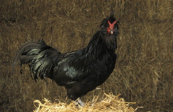 Conoce las 10 mejores razas de gallinas francesas 