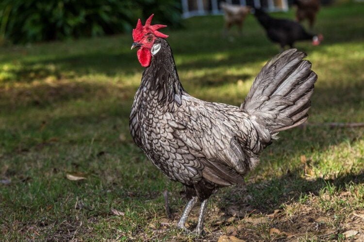 características y cuidados de la gallina andaluza