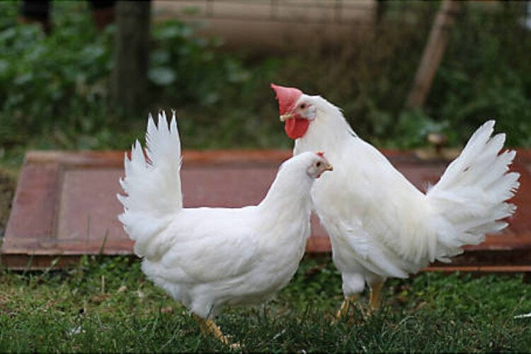 white leghorn rooster and hen