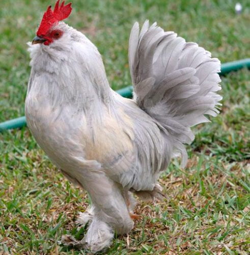 apariencia y características de la gallina Barbu d'Uccle 