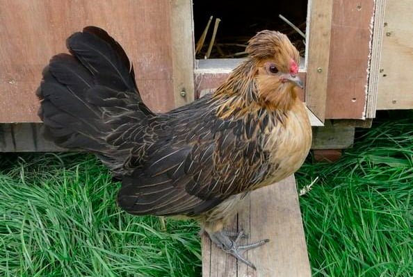 apariencia y características de la gallina Barbu de Watermael
