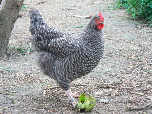 apariencia y características de la gallina Coucou des Flandres