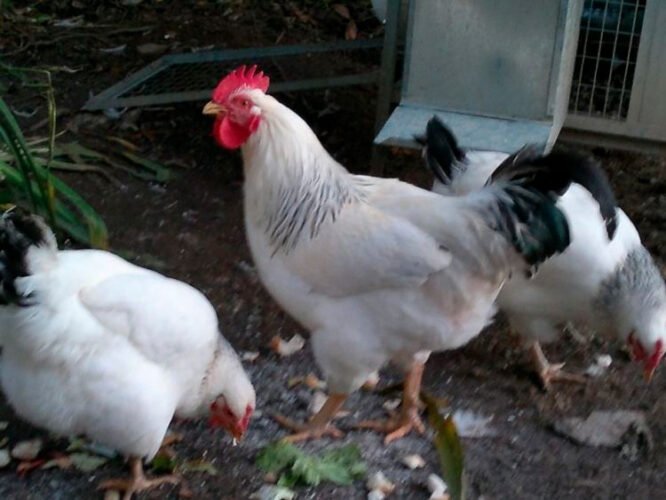 Apariencia y características de la gallina Ermellinata di Rovigo