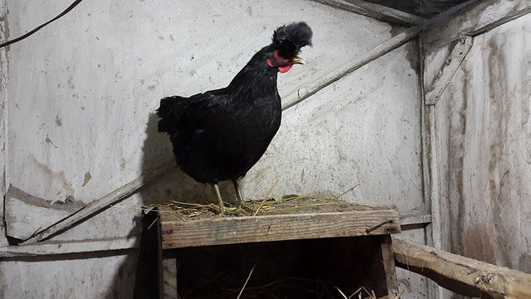 Apariencia y características de la gallina Kosovo Longcrower