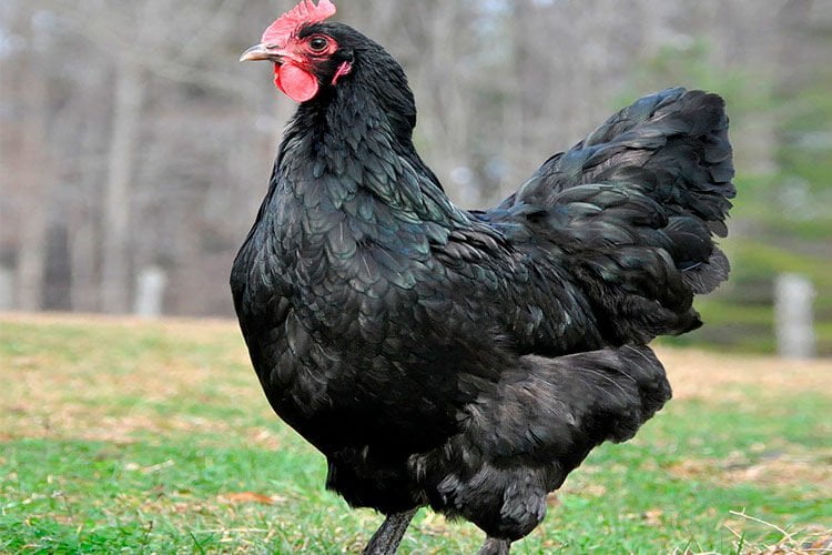 apariencia y características de la gallina langshan australiana