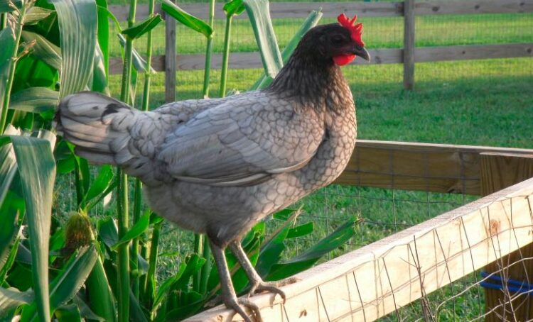 Apariencia y características de la gallina Delaware azul