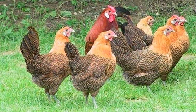 Apariencia y características de la gallina Totleger de Westfalia