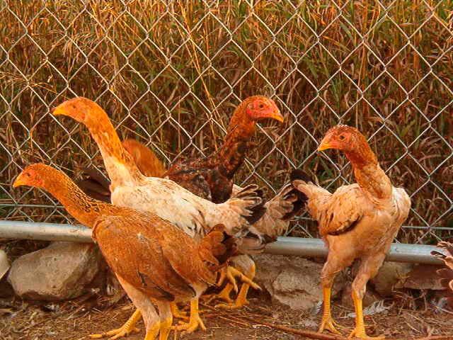 Apariencia  y características de los gallos de saipan