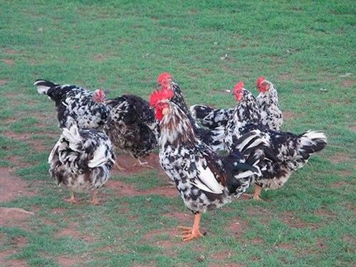 Apariencia y características de la gallina venda