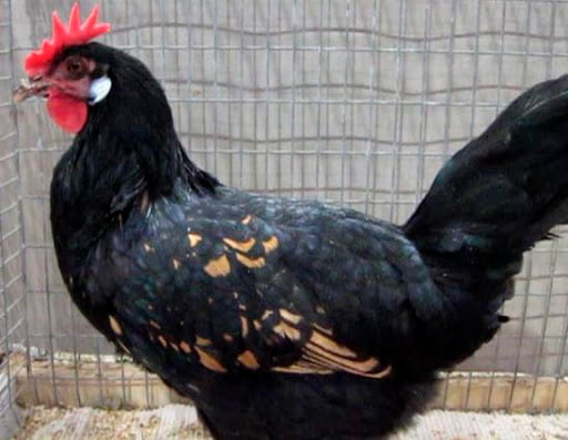 apariencia y características de la gallina berger cantador