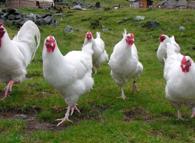 apariencia y características de la gallina imperial suiza 