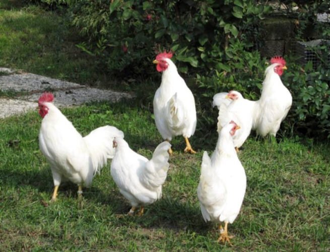 Apariencia y características de la gallina Mericanel della Brianza