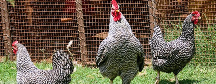 Apariencia y características de la gallina Potchefstroom Koekoek
