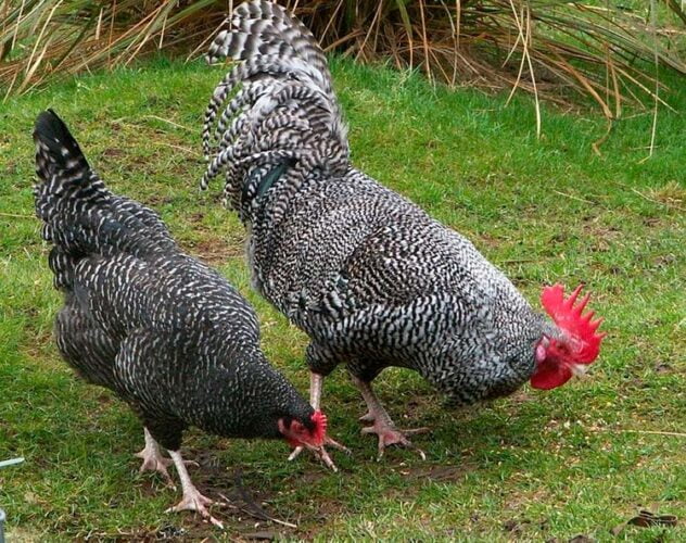 Apariencia y características de la gallina Scots gris