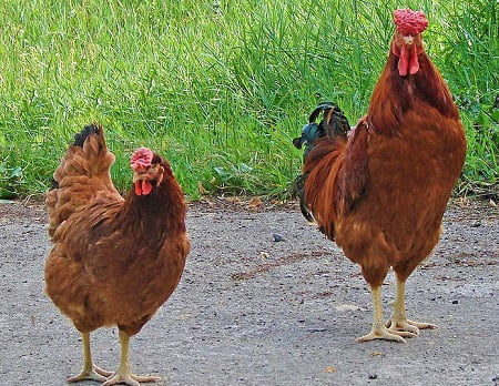 Apariencia y características de la gallina poltava