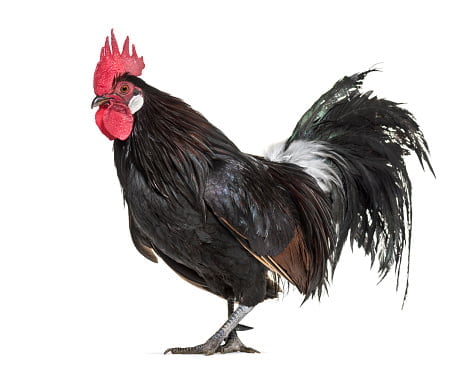 apariencia y características de la gallina Bassette Liégeoise