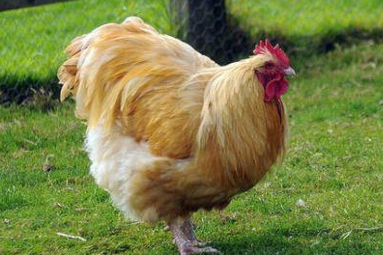 orpingtong rooster