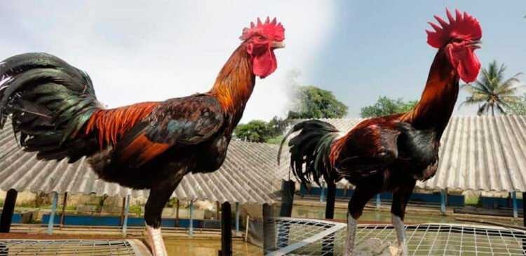 Apariencia y características de la gallina pelung