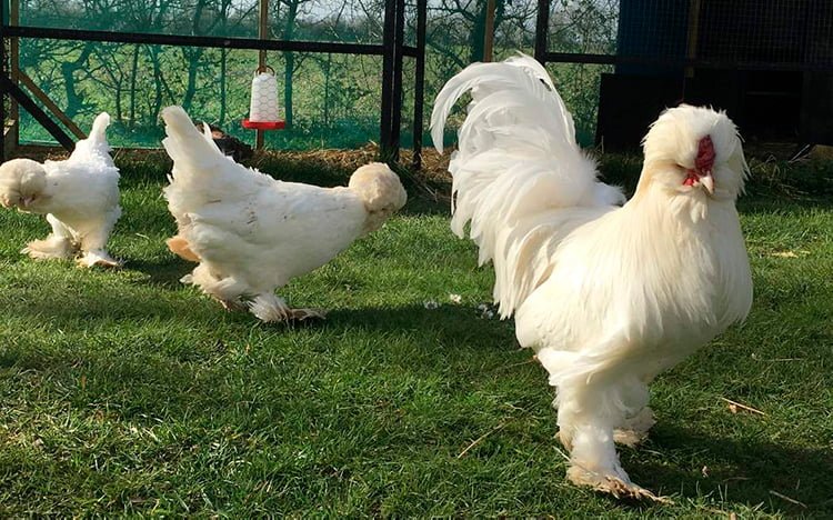 gallos y gallina de sultan