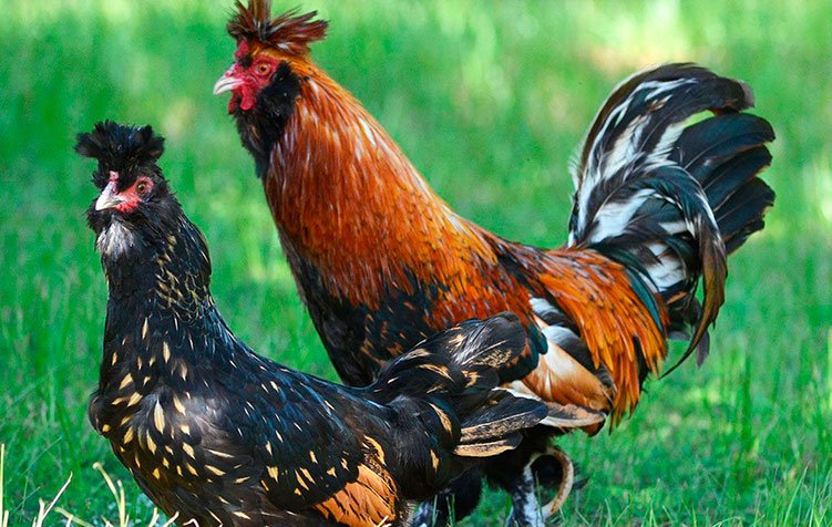 Conoce las 10 razas de pollos más caras del mundo