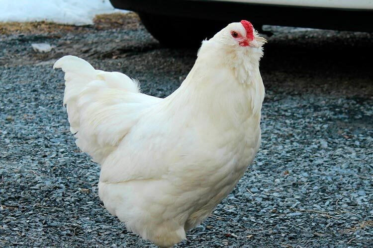 Mejores razas de gallinas para climas frios