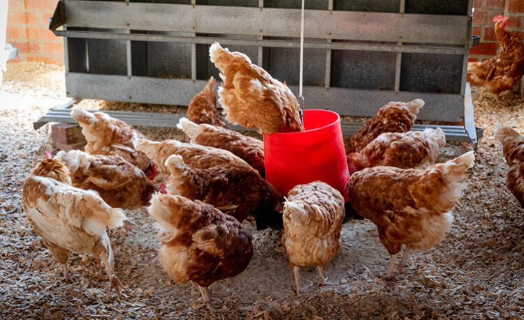 El actual Karu Contento Mis gallinas comen sus propios huevos. ¿Cómo detenerlas? | Gallinas  ponedoras