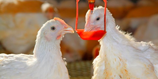 bronquitis infecciosa en pollos