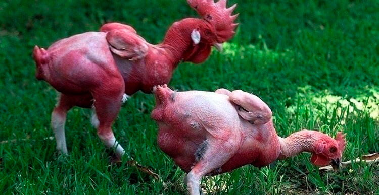 Las razas de pollos más raras del planeta