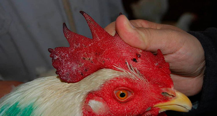 viruela aviar en pollos