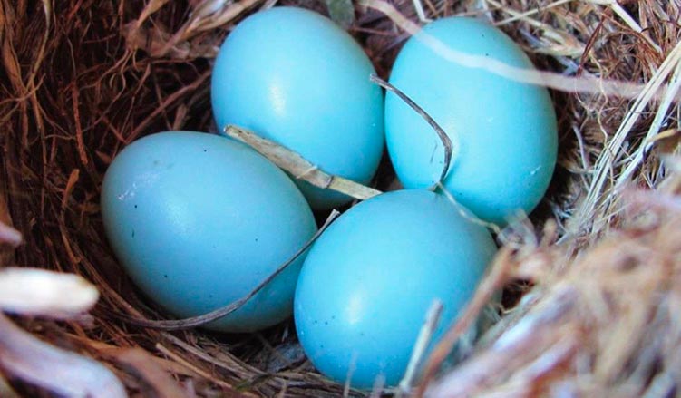 Huevos de gallinas de color azul claro