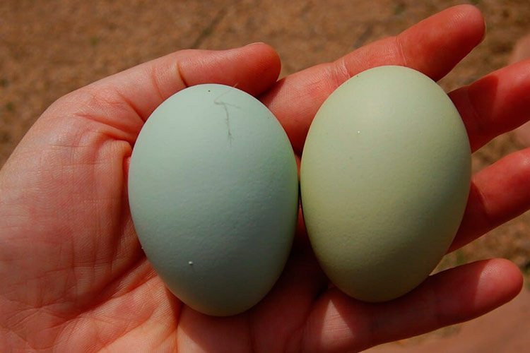 Gallina huevo de pascua colores