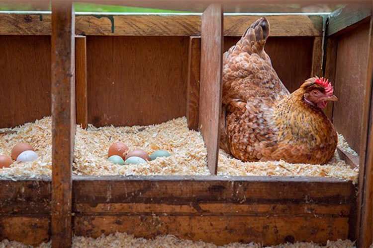 Conozca estas razas de gallinas que ponen huevos azules