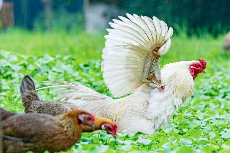 Los pollos pueden volar? Hechos y mitos | Gallinas ponedoras
