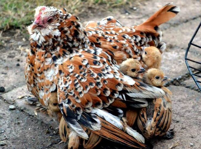 las 8 mejores razas de gallinas con patas emplumadas | Gallinas ponedoras