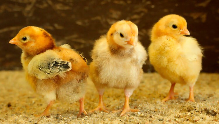 Alimentación de los pollitos: 8 datos que te sorprenderán