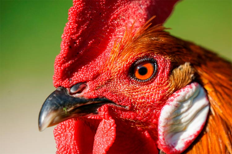 thumbnail image 2 of Vitofarma Vitamin Supplement For Chickens – Feather, Beak & Bone Health 100 Tabs 2 of 4