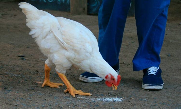 Picoteo de plumas en gallinas causas