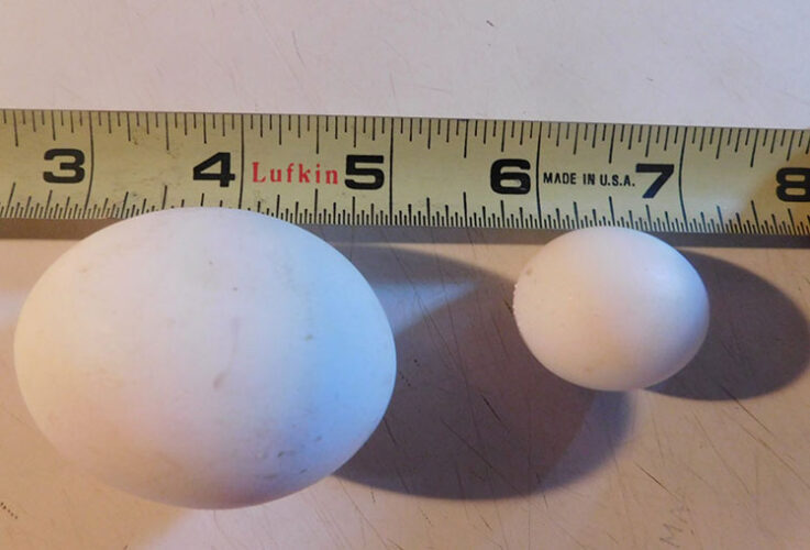Huevos diminutos medidas