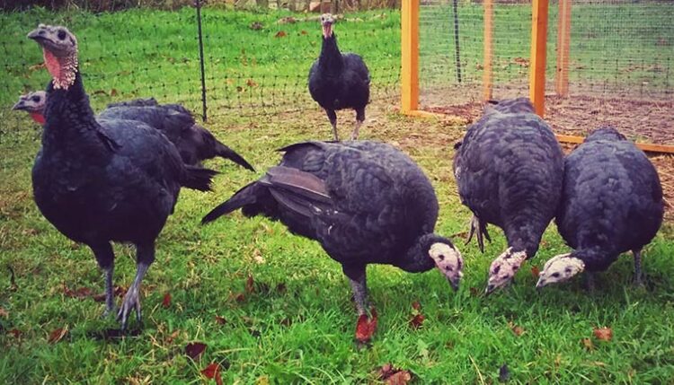 Pavo Negro Gallinas Ponedoras Pavo Negro Gallinas Ponedoras