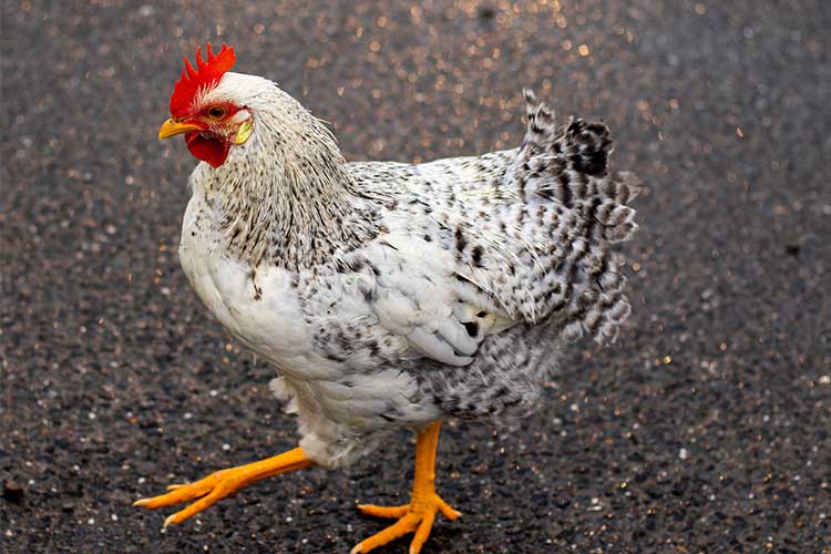 Los pollos pueden volar? Hechos y mitos | Gallinas ponedoras